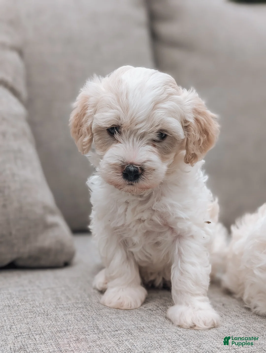 Havanese dogs for sale: Tilly - Ad 1