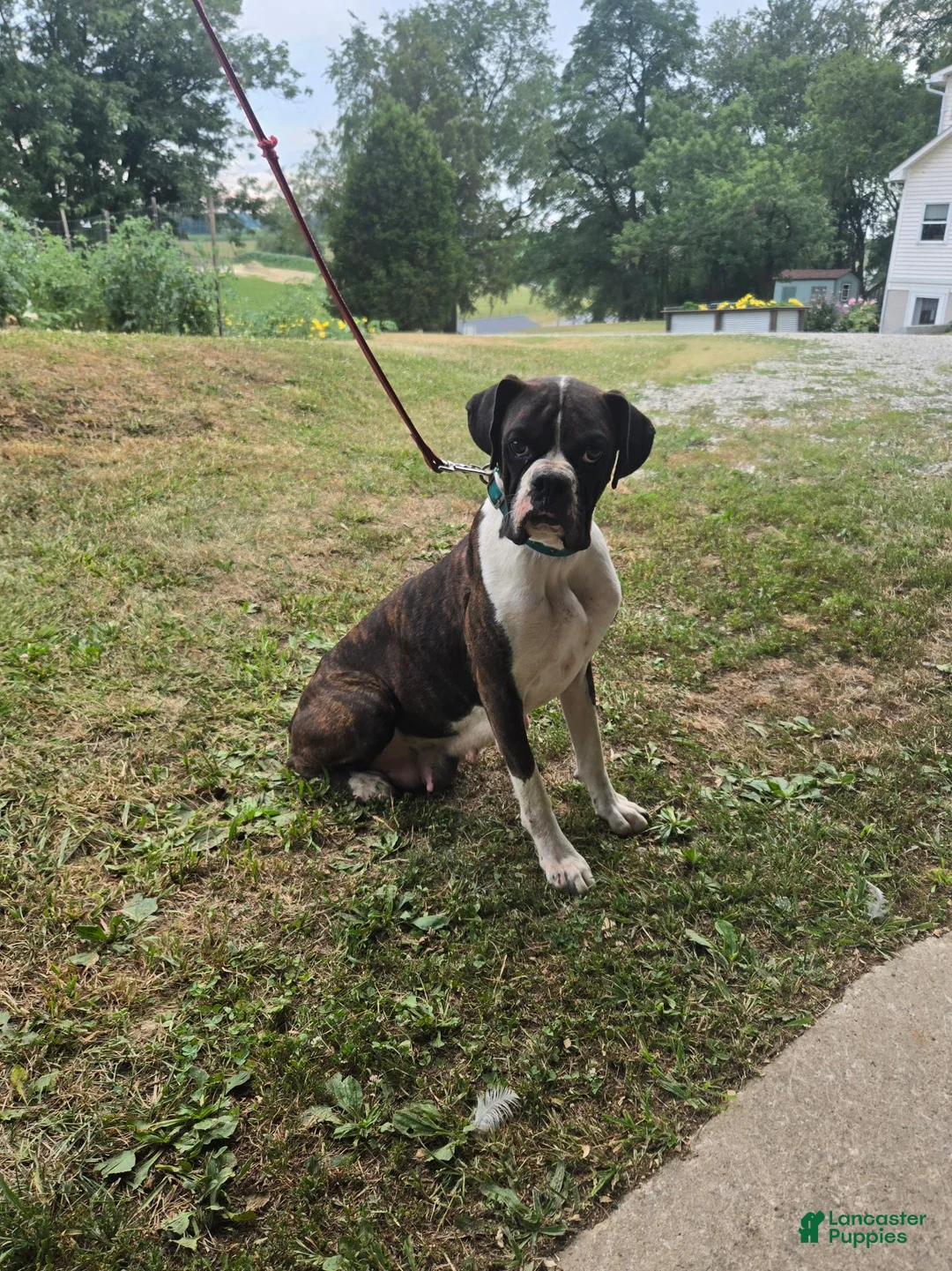 Boxer dogs for sale: Boxer 1 - Ad 7