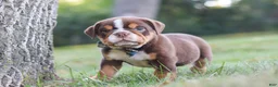 Beabull dogs for sale: Rocket - Ad 4
