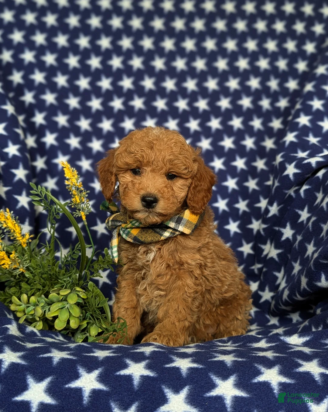 Mini Goldendoodle dogs for sale: Badger Hypoallergenic - Ad 1