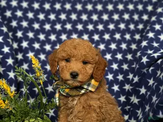 Mini Goldendoodle dogs for sale: Badger Hypoallergenic - Ad 2