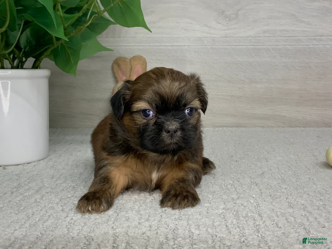 Shih Tzu dogs for sale: Larry - Ad 1