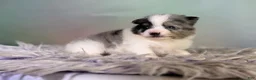 Pomeranian dogs for sale: Tux - Ad 5