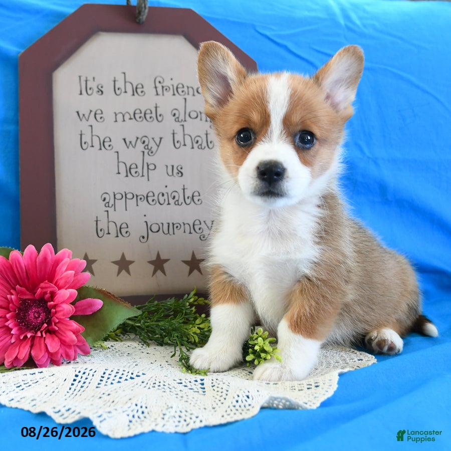 Welsh Corgi Pembroke dogs Carmen - Ad 1