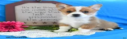 Welsh Corgi Pembroke dogs for sale: Carmen - Ad 1