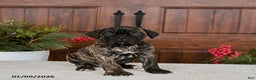 Cane Corso dogs for sale: Tank - Ad 1