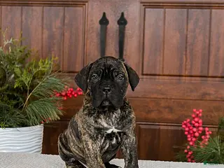 Cane Corso dogs Tank - Ad 7