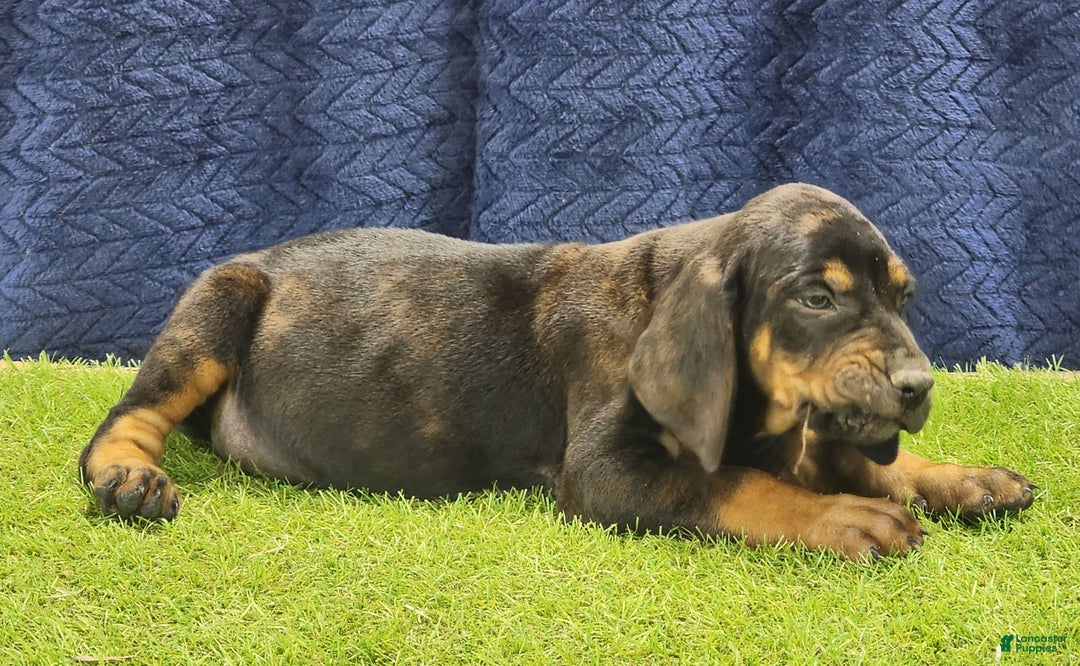 Mixed Breed dogs for sale: 2025 Bloodahoula Male 1 "Curly" - Ad 9