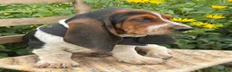 Basset Hound dogs for sale: Walter - Ad 9
