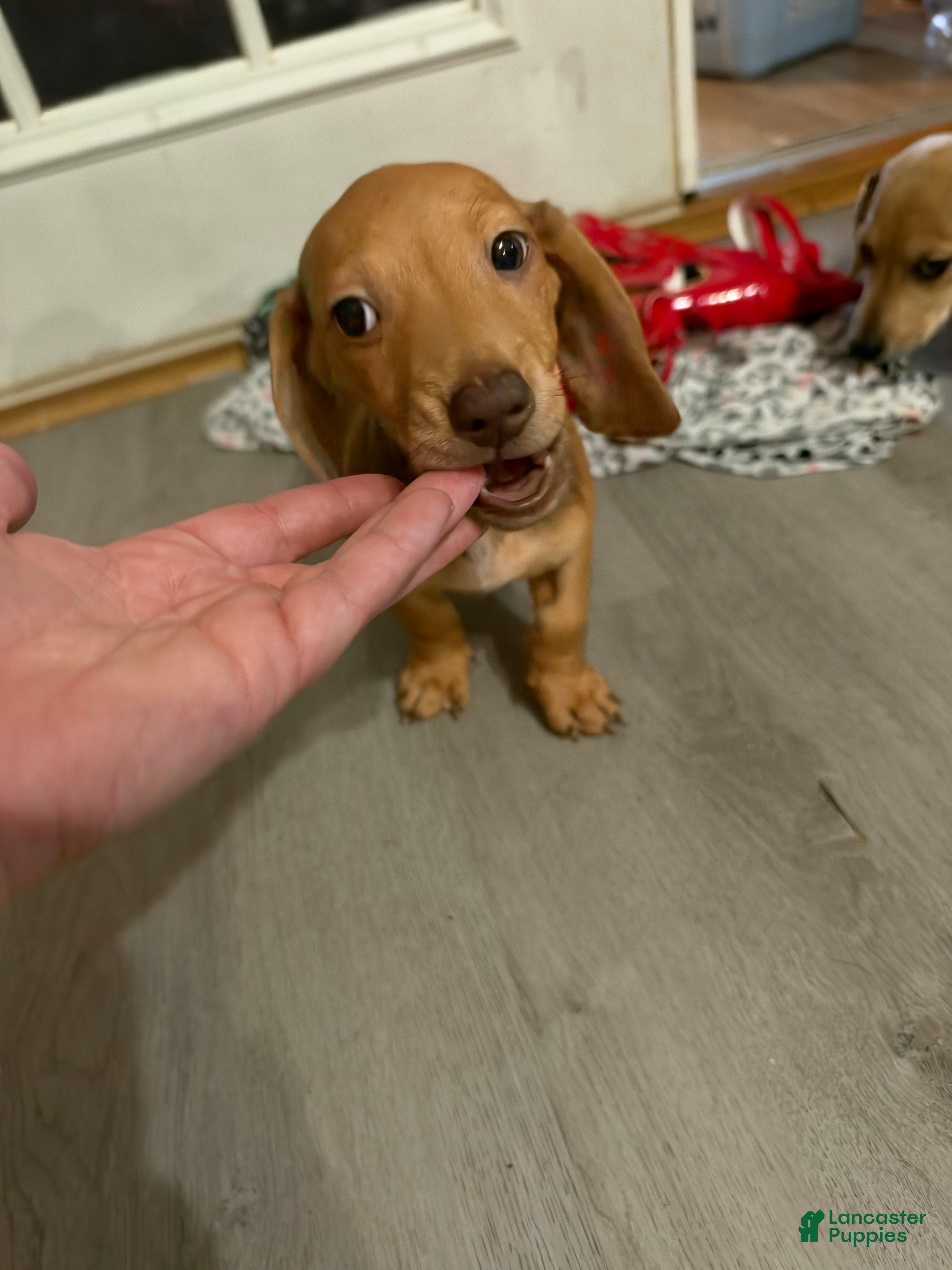 Miniature Dachshund dogs for sale: Pippin - Ad 1