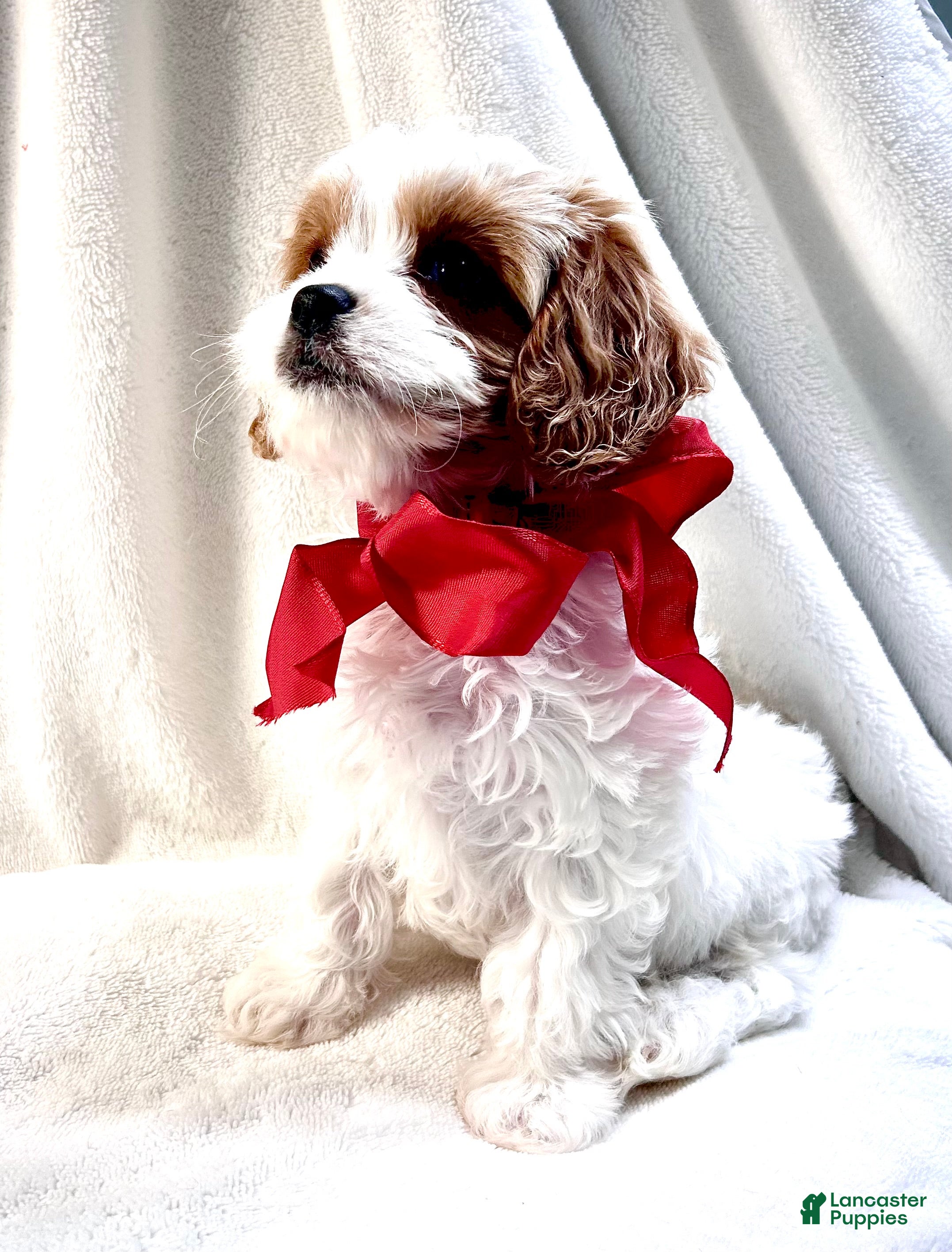 Cavapoo dogs Bentley 💙 - Ad 1