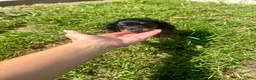 Miniature Dachshund dogs for sale: Ollie - Ad 4