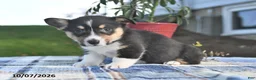 Welsh Corgi Pembroke dogs for sale: Chestnut - Ad 4
