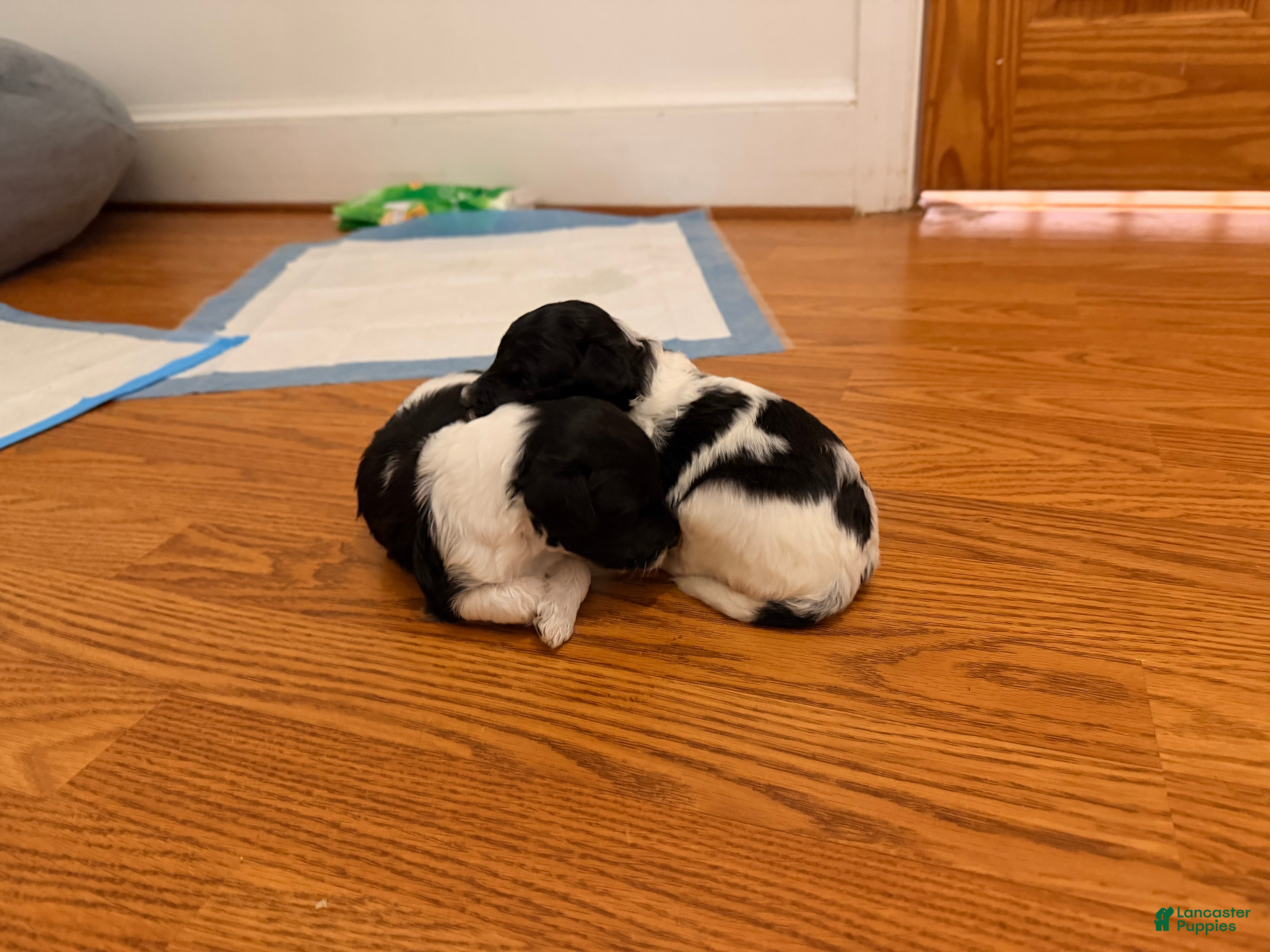 Sheltiedoodle dogs for sale: Nono - Ad 4