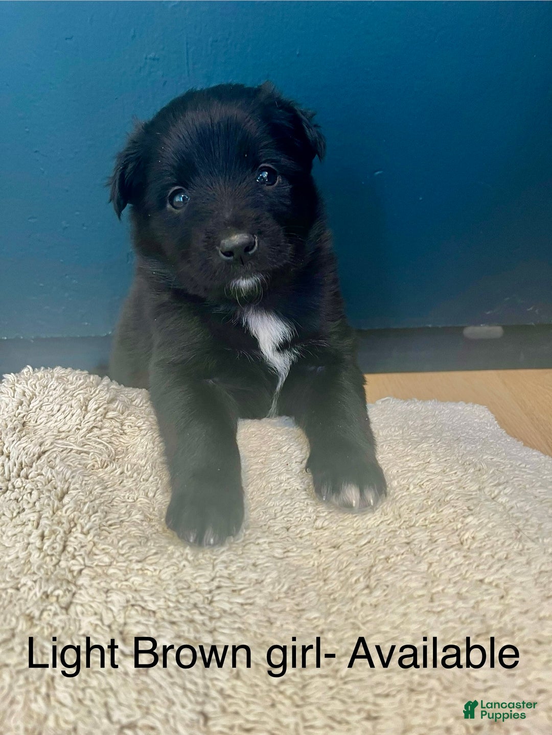 Mixed Breed dogs for sale: Penny - Ad 4