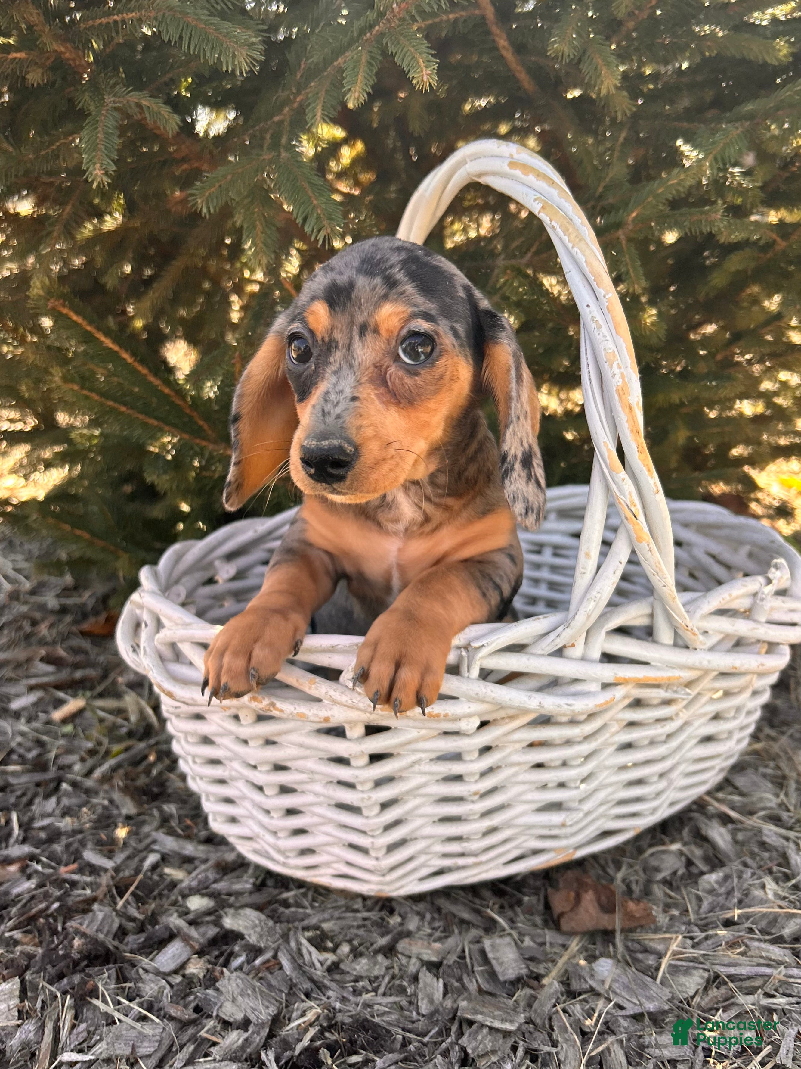 Miniature Dachshund dogs Casey - Ad 2