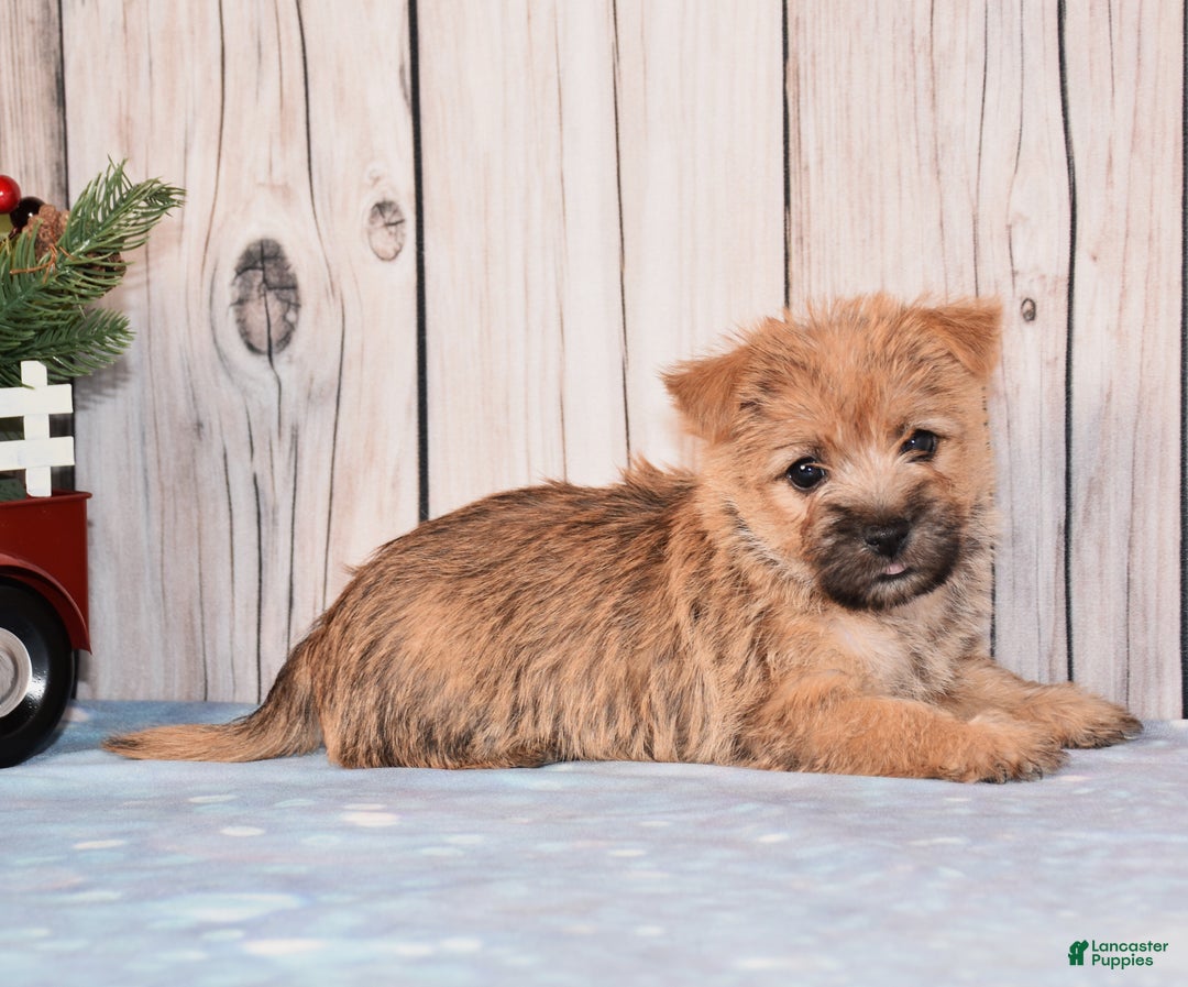 Cairn Terrier dogs for sale: Josie - Ad 2