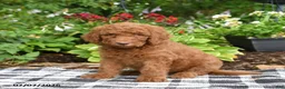 Goldendoodle dogs for sale: Ruby - Ad 3