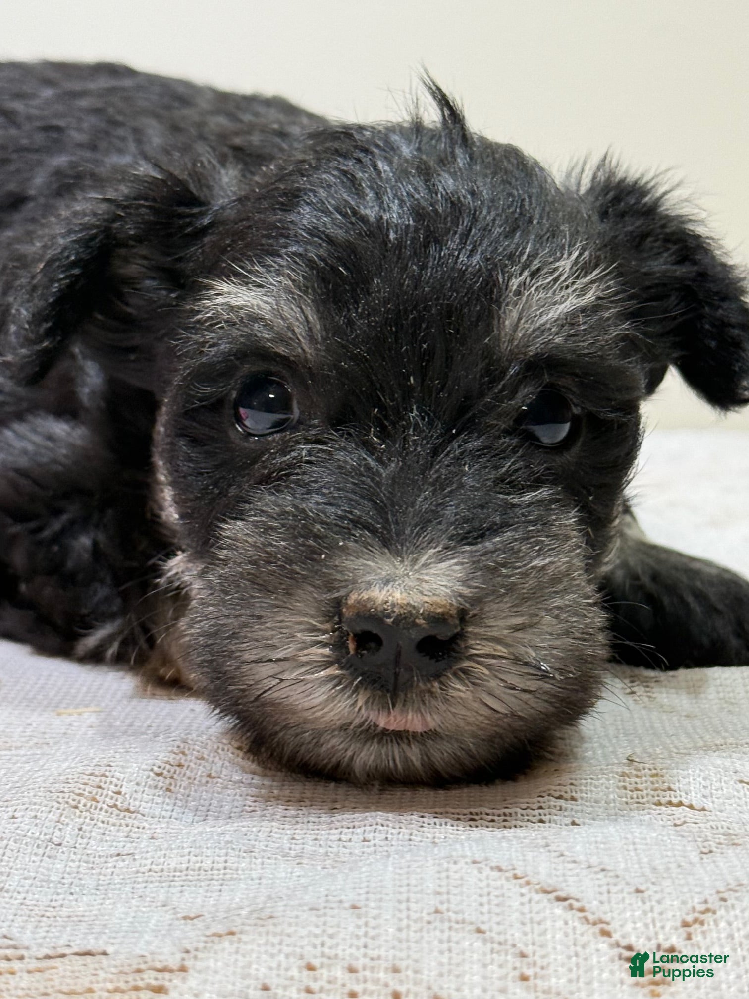 Miniature Schnauzer dogs Fluffy Miniature Schnauzer  - Ad 1