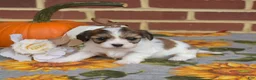 Cavachon dogs for sale: Alfie - Ad 8