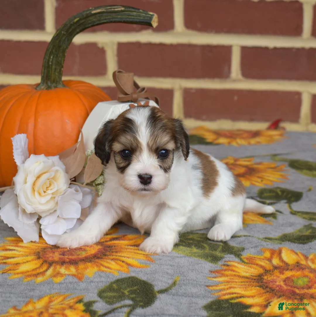 Cavachon dogs for sale: Alfie - Ad 8