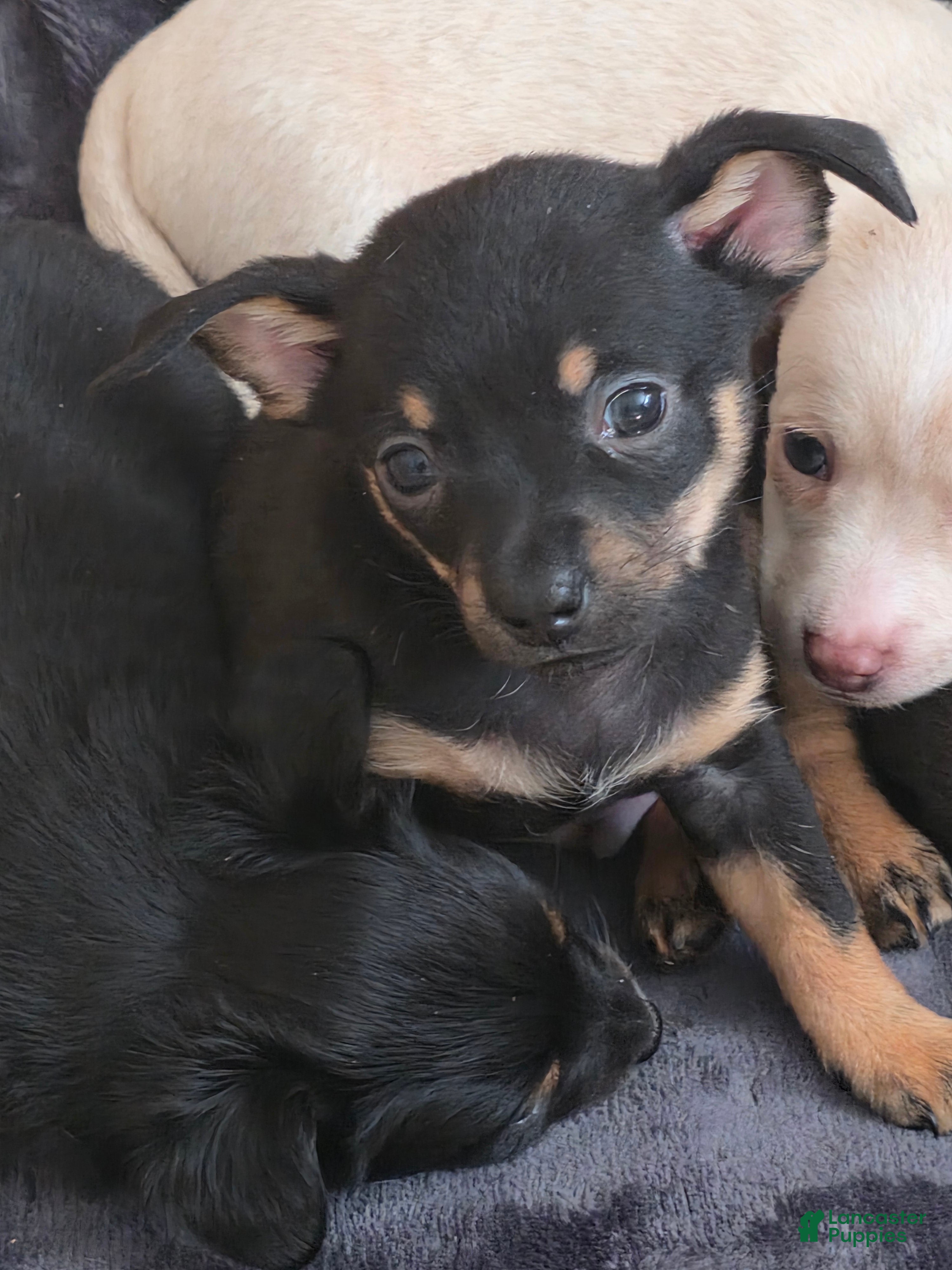 Chiweenie dogs Chiweenie Puppy 5 - Ad 1