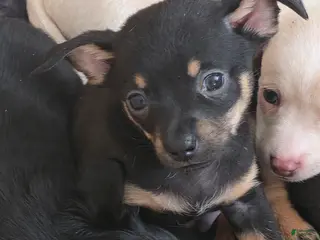 Chiweenie dogs for sale: Chiweenie Puppy 5 - Ad 3