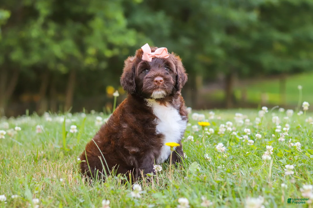 Portuguese Water Dog dogs for sale: Nora - Ad 2