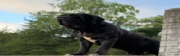 Neapolitan Mastiff dogs for sale: Neapolitan Mastiff Puppy 1 - Ad 25