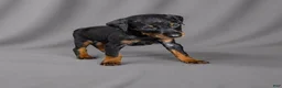 Doberman Pinscher dogs for sale: Azrael - Ad 3