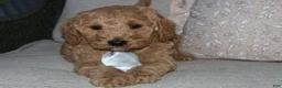 Mini Goldendoodle dogs for sale: Sweet Harper - Ad 2