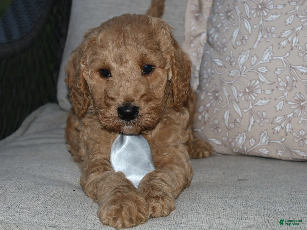 Mini Goldendoodle dogs for sale: Sweet Harper - Ad 2