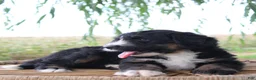 Bernedoodle dogs for sale: Hailey - Ad 3