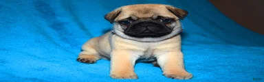 Pug Puppy 1