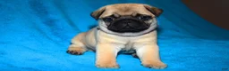 Pug dogs for sale: Pug Puppy 1 - Ad 1