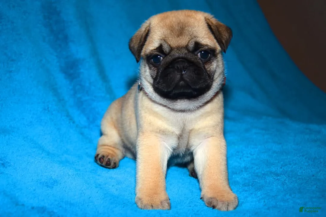 Pug dogs for sale: Pug Puppy 1 - Ad 1