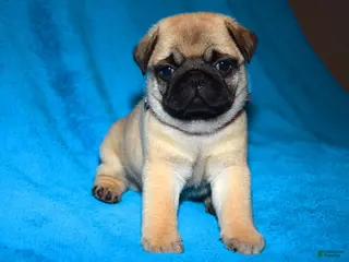 Pug dogs for sale: Pug Puppy 1 - Ad 3