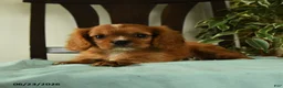 Cavalier King Charles Spaniel dogs for sale: Oliver - Ad 3