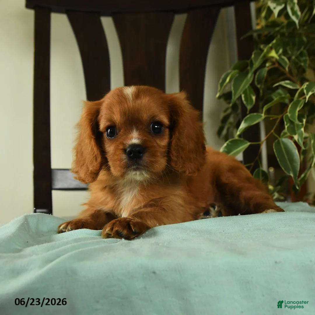 Cavalier King Charles Spaniel dogs for sale: Oliver - Ad 3