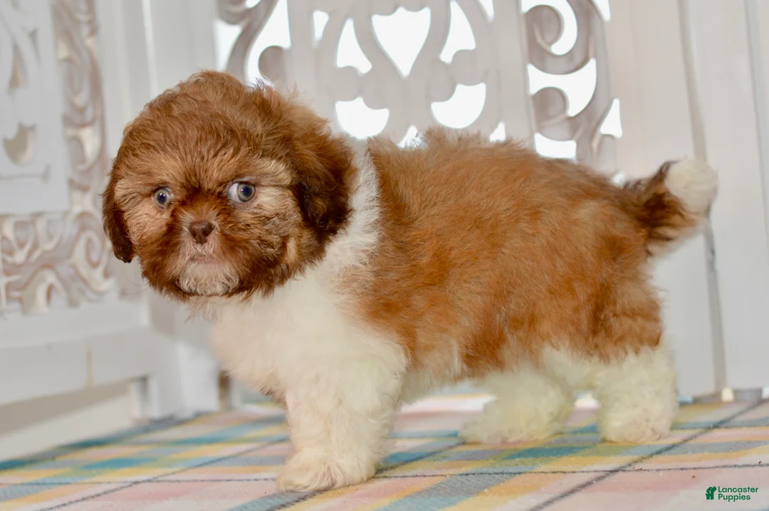 Shih Tzu dogs for sale: Brett - Ad 13