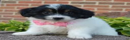 Mini Bernedoodle dogs for sale: Mini Brynn - Ad 8