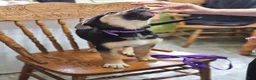 Mixed Breed dogs for sale:  Puppy 7 Purple - Ad 5
