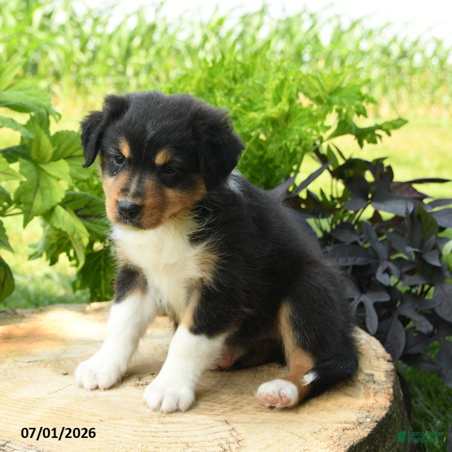 Australian Shepherd dogs Phoenix - Ad 2