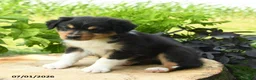 Australian Shepherd dogs for sale: Phoenix - Ad 2