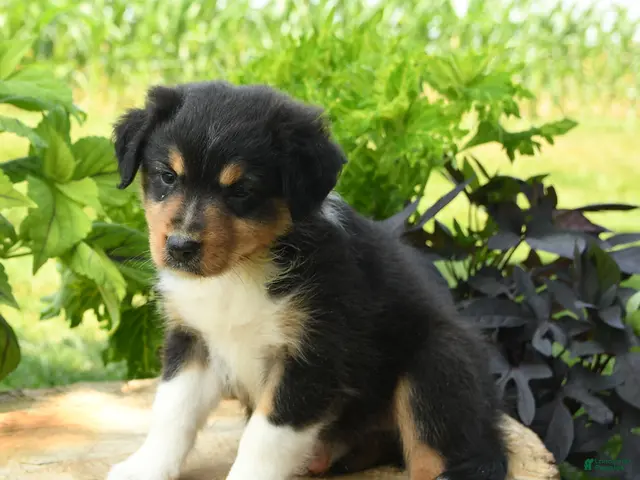 Australian Shepherd dogs for sale: Phoenix - Ad 2