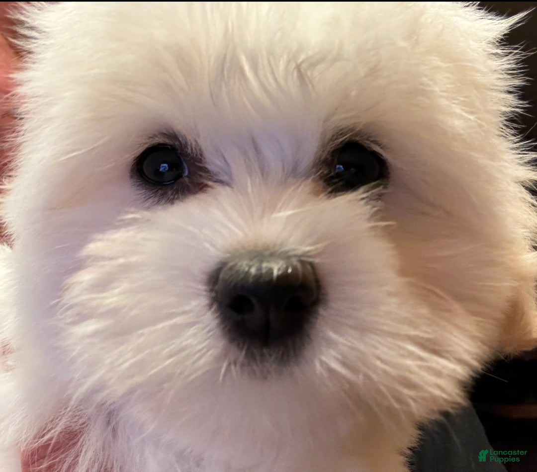 Coton De Tulear dogs for sale: Coton De Tulear Puppy 6 - Ad 1