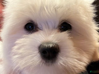 Coton De Tulear dogs Coton De Tulear Puppy 6 - Ad 33