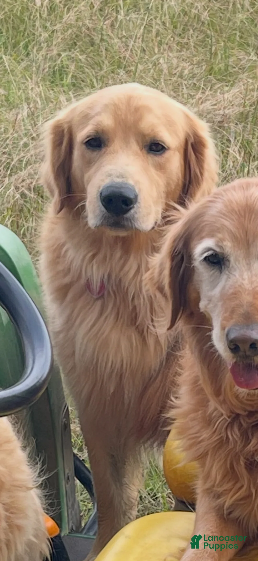 Golden Retriever dogs for sale: Light Green- male  - Ad 10