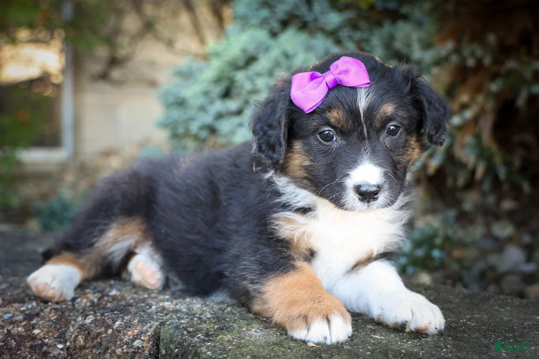 Mini Aussiedoodle dogs for sale: Larson🐾 - Ad 1