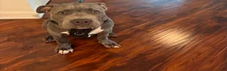 American Bully dogs for sale: Milo - Ad 3